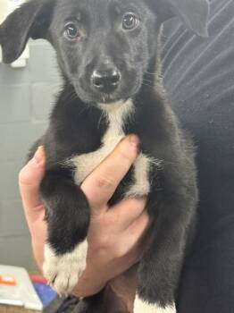 Bell -  Black Labrador Retriever Dog for Adoption in Campbellsville, Kentucky - Bell | PetCurious