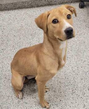 Mixed Breed Dogs Available for Adoption in Kansas City, Missouri - Covergirl | PetCurious