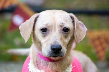 Rescue Dachshund and Basset Hound Dogs for Adoption in Sevierville, Tennessee - Mona Lisa | PetCurious