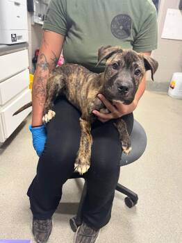 Dolly -  Mastiff Dog for Adoption in Hopkinsville, Kentucky - Dolly | PetCurious