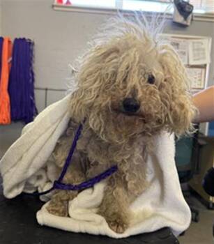 Maltese and Mixed Breed Dogs Available for Adoption in Camarillo, California - A880353 | PetCurious