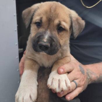 Mixed Breed Dogs Available for Adoption - 01/23/26-Stray-SchimekDrive_4 | PetCurious