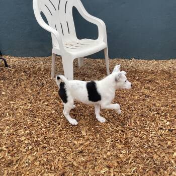 Border Collie and Siberian Husky Dogs Available for Adoption in Ogontz Campus, Pennsylvania - Hazel | PetCurious
