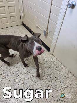 Sugar -  Pit Bull Terrier Dog for Adoption in Rocky Mount, North Carolina - Sugar | PetCurious