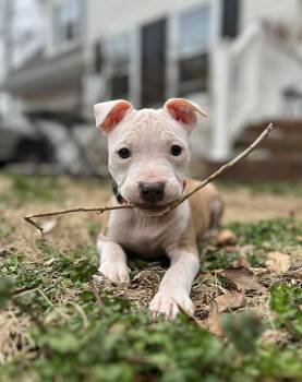 Pit Bull Terrier Dogs Available for Adoption - Charlotte | PetCurious