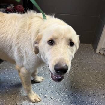 TUSC-Stray-84829 -  Great Pyrenees and Mixed Breed Dog for Adoption in Tuscaloosa, Alabama - TUSC-Stray-84829 | PetCurious