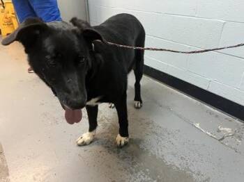 Rescue German Shepherd Dog Dogs for Adoption in Sacramento, California - Abu | PetCurious