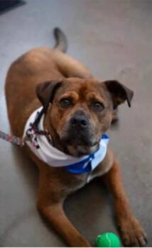 Hoss -  Rottweiler Dog for Adoption in Churchville, New York - Hoss | PetCurious