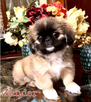 Rescue Pekingese Dogs for Adoption in Warwick, Rhode Island - Zander (JC) In MS | PetCurious