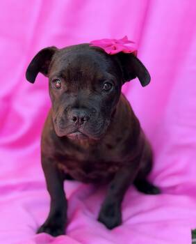 Terrier Dogs Available for Adoption in Rowland Heights, California - Layla | PetCurious