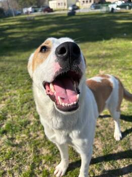 Shepherd and Labrador Retriever Dogs Available for Adoption - Lily | PetCurious