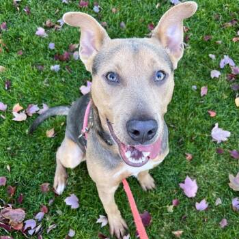 Mixed Breed Dogs Available for Adoption in Walker, Michigan - Sully-Foster | PetCurious