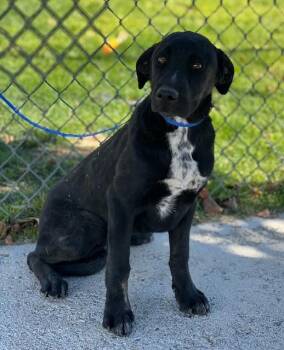 61933187 -  Labrador Retriever Dog for Adoption in Elko, Nevada - 61933187 | PetCurious