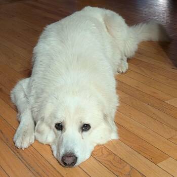 Great Pyrenees Dogs Available for Adoption in Brockport, New York - Sugar | PetCurious