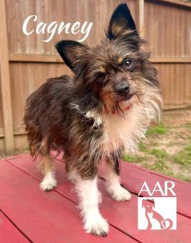 Cairn Terrier and Border Terrier Dogs Available for Adoption in Magnolia, Texas - Cagney | PetCurious