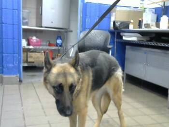 SAGE -  German Shepherd Dog and Mixed Breed Dog for Adoption in Albuquerque, New Mexico - SAGE | PetCurious