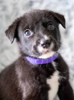 SIMBA -  Labrador Retriever and Rottweiler Dog for Adoption in Globe, Arizona - SIMBA | PetCurious