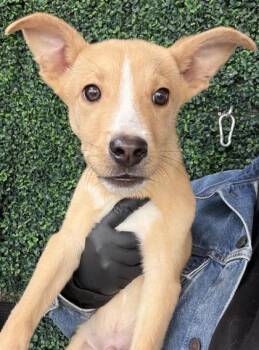 Shepherd and Mixed Breed Dogs Available for Adoption - 60633365 | PetCurious