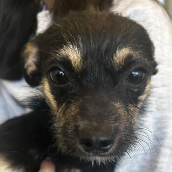 Mixed Breed Dogs Available for Adoption - Zion | PetCurious