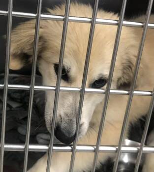 Maz -  Great Pyrenees Dog for Adoption in Parma, Ohio - Maz | PetCurious