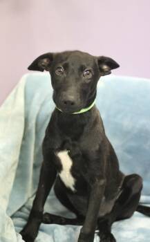 Terri in NH. Come Meet our Adoptable Dogs Wednesday-Saturday. Mo -  Black Labrador Retriever Dog for Adoption in Manchester, New Hampshire - Terri In NH. Come Meet Our Adoptable Dogs Wednesday-Saturday. Mo | PetCurious