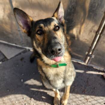 Rescue German Shepherd Dog Dogs for Adoption in New Ringgold, Pennsylvania - Cyrus | PetCurious