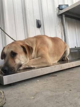 Shepherd Dogs Available for Adoption - Boogie -- URGENT! | PetCurious