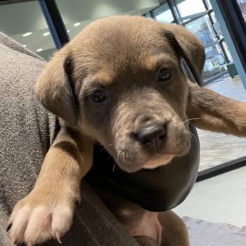 Terrier Dogs Available for Adoption - Rose | PetCurious