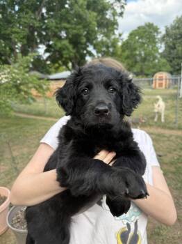 Butters -  Labrador Retriever Dog for Adoption in Fort Collins, Colorado - Butters | PetCurious