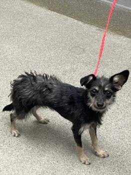 JAK JAK -  Terrier Dog for Adoption in Las Vegas, Nevada - JAK JAK | PetCurious