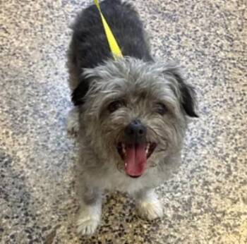 A047694 -  Shih Tzu and Mixed Breed Dog for Adoption in Tracy, California - A047694 | PetCurious