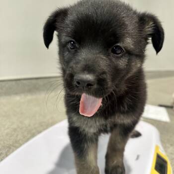 Shepherd and Mixed Breed Dogs Available for Adoption in Tampa, Florida - Fuzzy | PetCurious