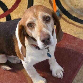 Beagle Dogs Available for Adoption - Jasper | PetCurious
