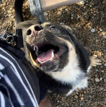 German Shepherd Dog Dogs Available for Adoption in Indianapolis, Indiana - INDIGO | PetCurious