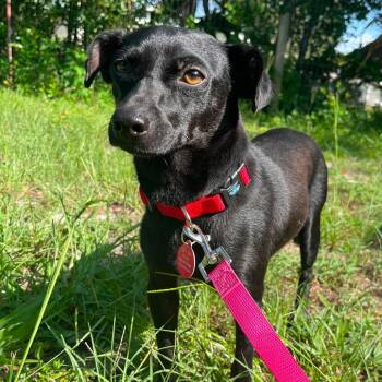 Taco -  Chihuahua and Mixed Breed Dog for Adoption in Merritt Island, Florida - Taco | PetCurious