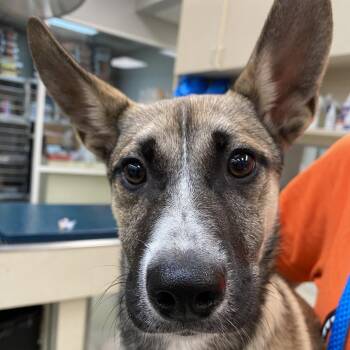 German Shepherd Dog and Husky Dogs Available for Adoption in Westminster, California - WAGS-Stray-21093 | PetCurious