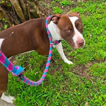 Pit Bull Terrier and Mixed Breed Dogs Available for Adoption in Wadena, Minnesota - Camellia | PetCurious