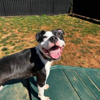 Shiloh -  Pit Bull Terrier Dog for Adoption in Lynchburg, Virginia - Shiloh | PetCurious