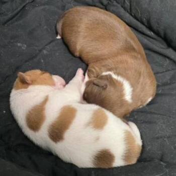 Mixed Breed Dogs Available for Adoption in Loxahatchee Groves, Florida - BANKS 3381 | PetCurious