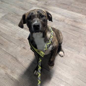 Mixed Breed Dogs Available for Adoption in Jefferson City, Tennessee - Kona | PetCurious