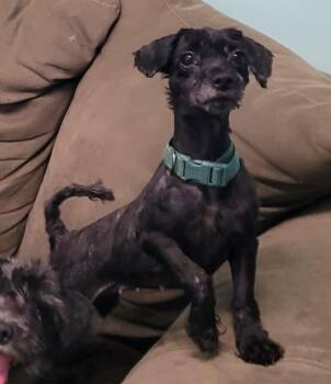 Poodle and Schnoodle Dogs Available for Adoption in Meriden, Connecticut - Oreo, Friendly Little Girl | PetCurious