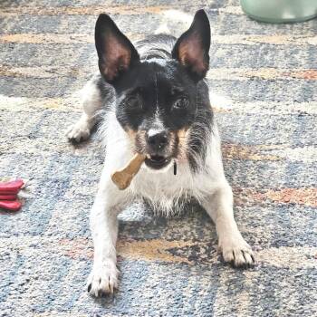 Pippa -  Rat Terrier Dog for Adoption in Abbotsford, British Columbia - Pippa | PetCurious