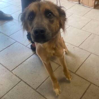 Samantha Stray Hold 7/12 -  Mixed Breed Dog for Adoption in Huntington, West Virginia - Samantha Stray Hold 7/12 | PetCurious