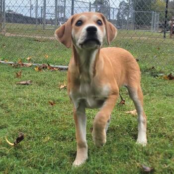 Rescue Hound and Labrador Retriever Dogs for Adoption in Cabot, Arkansas - (Found) Honey Bun | PetCurious