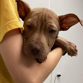 Shar Pei and Mixed Breed Dogs Available for Adoption in Abilene, Texas - ChaCha | PetCurious