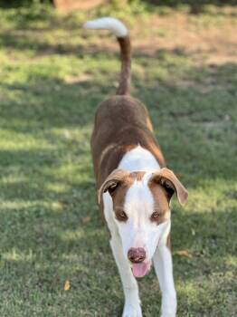 Rescue Australian Kelpie and Anatolian Shepherd Dogs for Adoption in San Saba, Texas - Rex | PetCurious