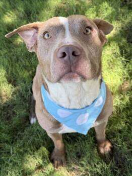 PETEY -  Pit Bull Terrier Dog for Adoption in Tulsa, Oklahoma - PETEY | PetCurious