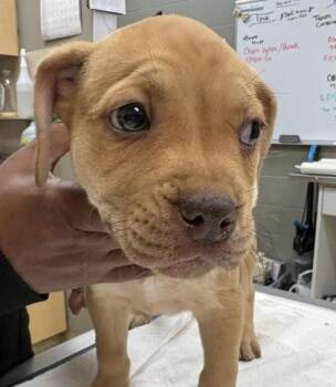 Mixed Breed Dogs Available for Adoption - Kiley | PetCurious