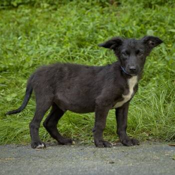 Sancho -  Wirehaired Terrier Dog for Adoption in Lambertville, New Jersey - Sancho | PetCurious