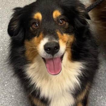Australian Shepherd Dogs Available for Adoption in Plainfield, Illinois - Jag | PetCurious